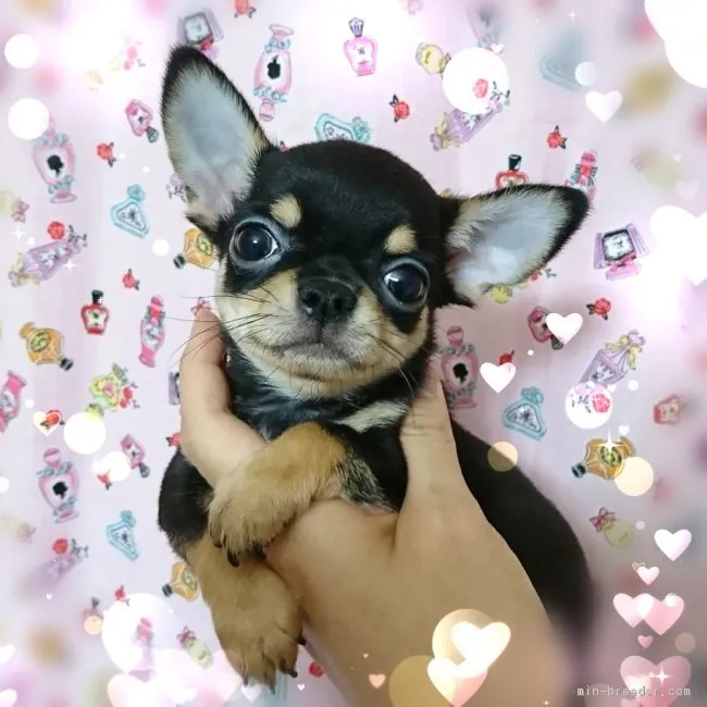 ID：1807-00970の子犬