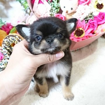 チワワ(ロング)【東京都・男の子・2019年1月2日・ブラックタン(ブラッククリーム)】の写真「★小振りで鼻ぺちゃ君★」