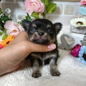 チワワ(ロング)【東京都・男の子・2017年6月11日・ブラックタン】の写真「★セール中★小振りな子です★」