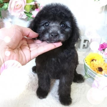 トイプードル(トイ)【東京都・男の子・2017年8月7日・シルバー】の写真「★優良血統★毛量ふわふわのおっとり君★」