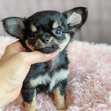 チワワ(ロング)【東京都・男の子・2021年6月5日・ブラックタンホワイト】の写真「★値下げしました★両親PRAクリア✨」