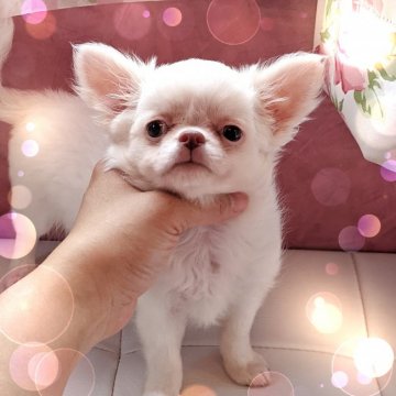 チワワ(ロング)【東京都・男の子・2021年4月23日・ホワイト】の写真「純白ホワイト❤️両親PRAクリア✨」