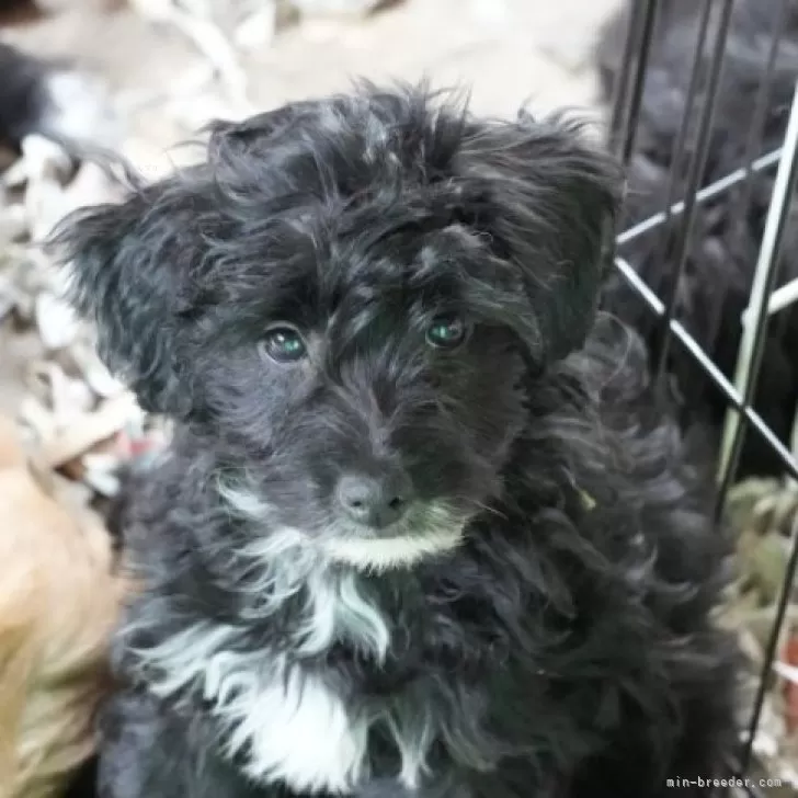 ID：2505-07465の子犬