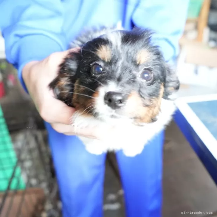 ID:2503-01209の子犬