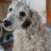 ミニチュアプードル