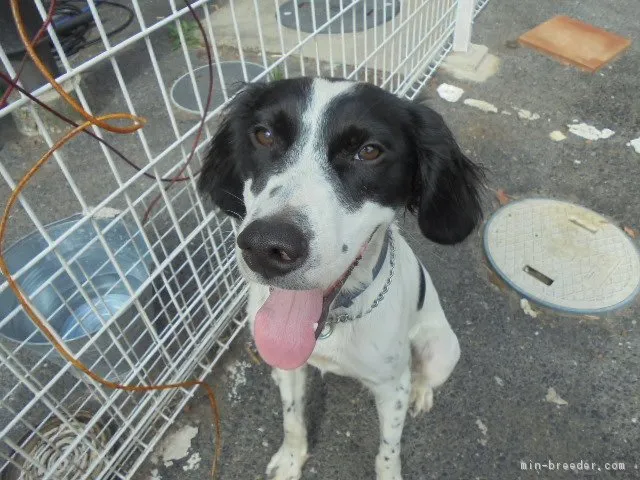 ID:1806-02551の子犬