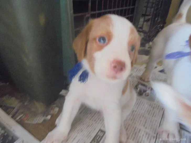 ID:1909-00669の子犬