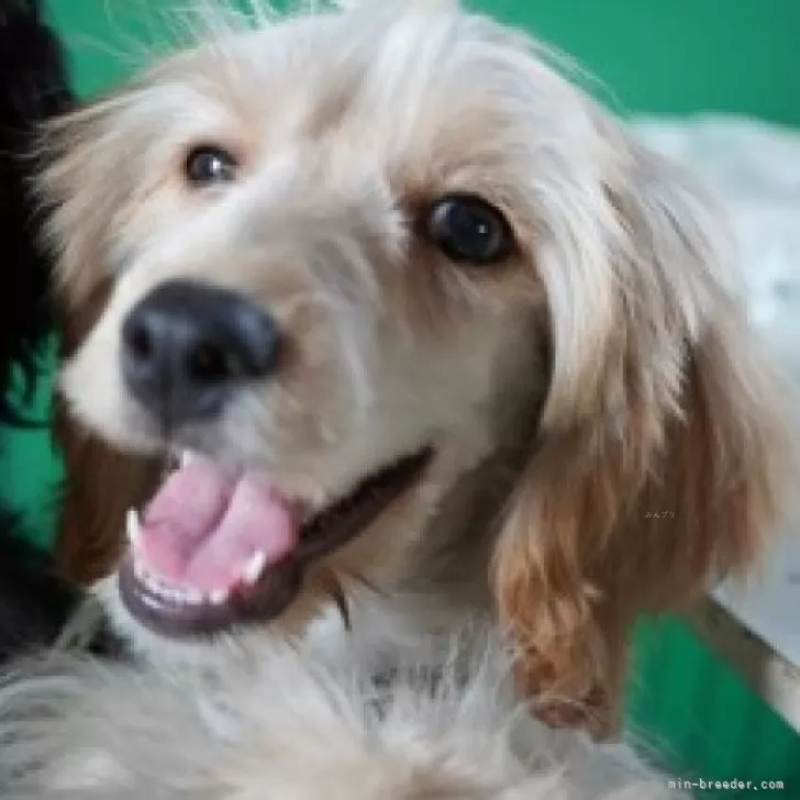 ID:2404-01363の子犬