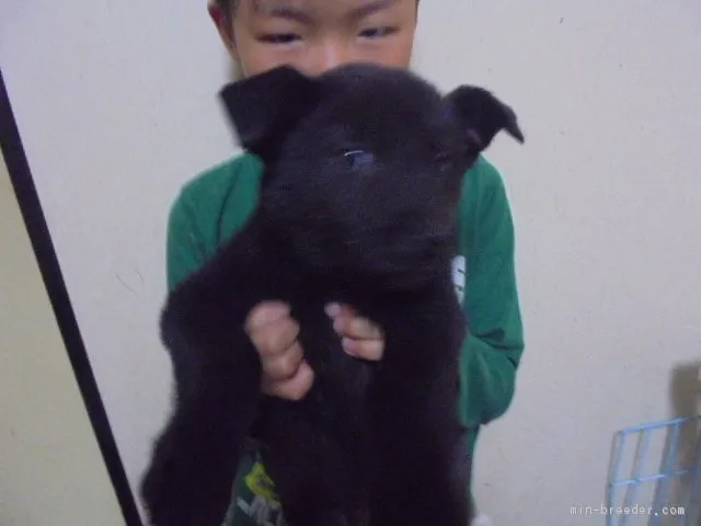 ID:1711-00456の子犬