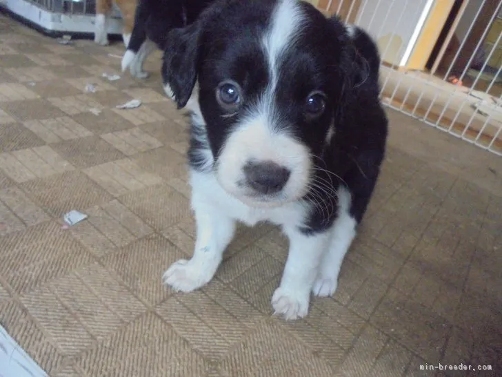 ID:1809-00627の子犬