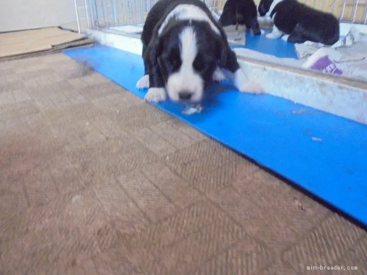 ID:1905-00882の子犬