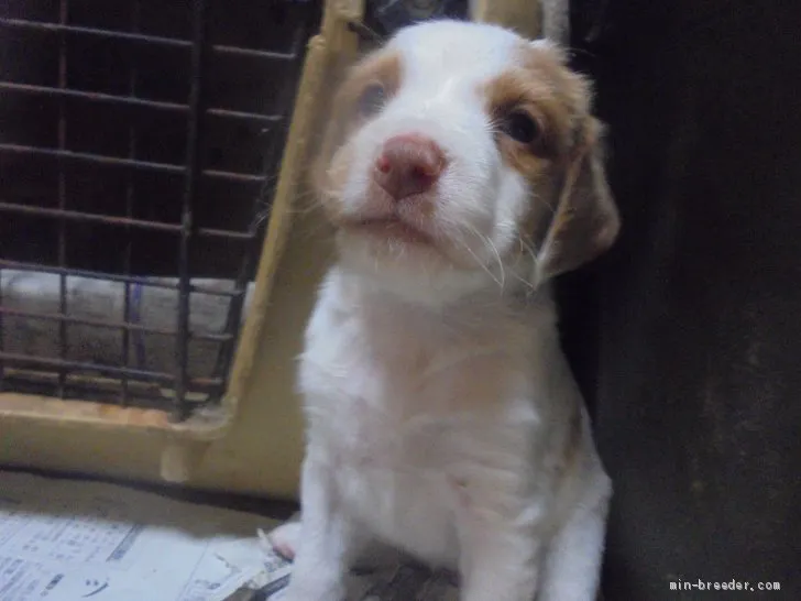 ID:1909-00467の子犬