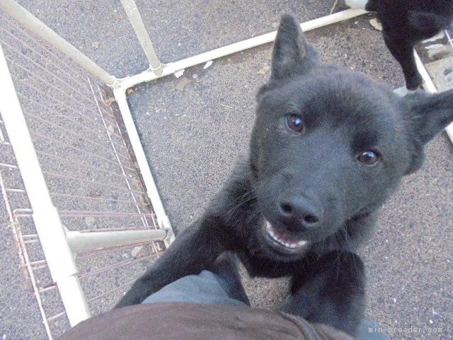ID:1802-00793の子犬