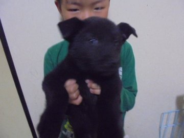 ボーダーコリーと甲斐犬 ミックス【愛知県・男の子・2017年9月9日・ブラック 黒】の写真「人が大好きな真っ黒ちゃん」