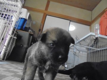 ボーダーコリーと甲斐犬 ミックス【愛知県・女の子・2017年9月9日・赤 レッド】の写真「元気な女の子」