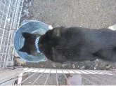 甲斐犬【愛知県・男の子・2017年10月15日・黒虎】の写真3