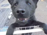 甲斐犬【愛知県・男の子・2017年10月15日・黒虎】の写真4