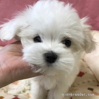 仁科なおみブリーダーのブログ：オーナー様が決まりました
