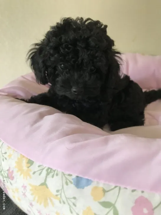 ID：2005-03635の子犬