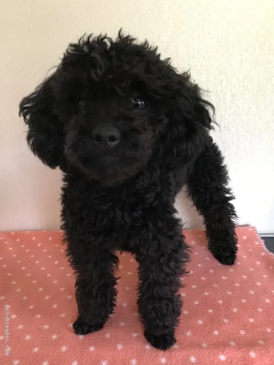 ID：1902-01476の子犬