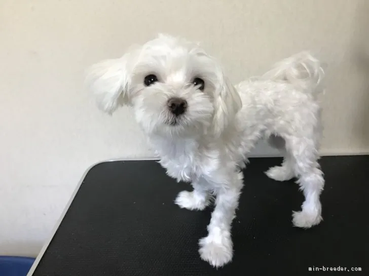 ID：1902-01697の子犬