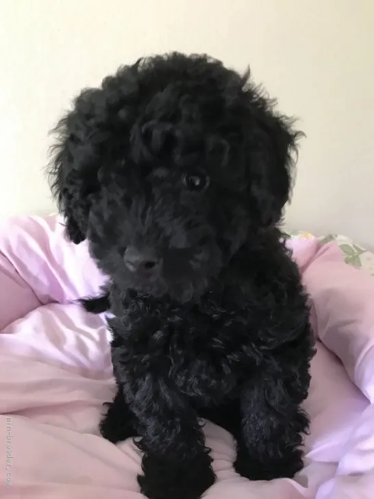 ID：2005-03633の子犬
