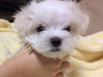 マルチーズ【京都府・男の子・2017年1月1日・ホワイト】の写真「良血統！父犬はチャンピオン犬です。」