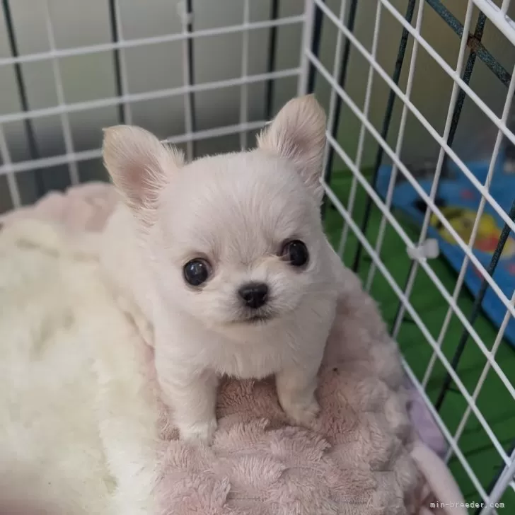 ID：2503-07536の子犬