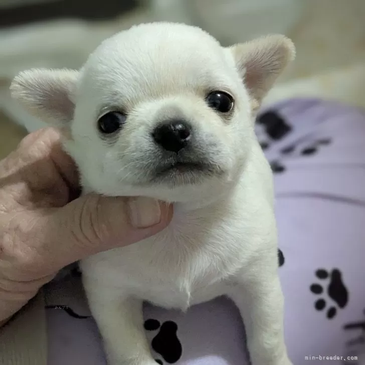 ID:2506-00193の子犬