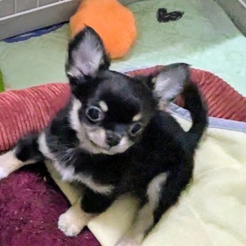 チワワ(ロング)【福井県・男の子・2025年7月18日・ブラックタン&ホワイト】の写真「ブラタンファン注目！！！可愛い子です(^o^)」
