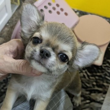 チワワ(ロング)【福井県・女の子・2025年7月13日・レッド&ホワイト】の写真「アップルヘッドでおめめクリクリの可愛い女の子」