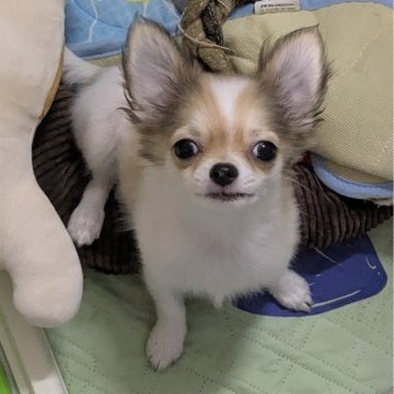 チワワ(ロング)【福井県・男の子・2025年6月22日・ホワイト&レッド】の写真「犬見知りなし、人懐っこい、可愛い❤飼いやすい子」