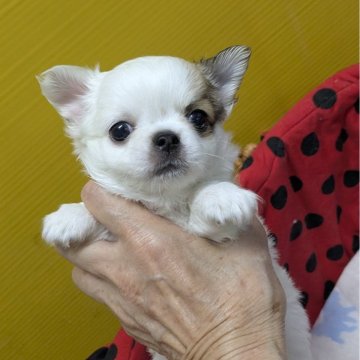 チワワ(ロング)【福井県・男の子・2025年7月27日・ホワイト&フォーン】の写真「フワフワモコモコ、毛量の多い可愛い子」