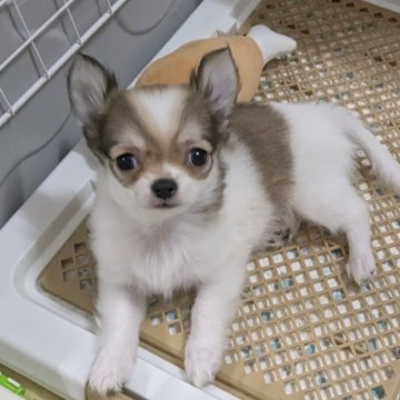 チワワ(ロング)【福井県・男の子・2025年6月22日・レッド&ホワイト】の写真「小ぶりでかわいいです♪」