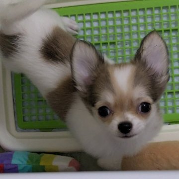 チワワ(ロング)【福井県・男の子・2025年6月22日・レッド&ホワイト】の写真「小ぶりでかわいいです♪」