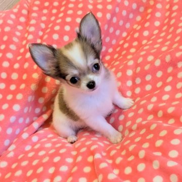 チワワ(ロング)【福井県・男の子・2025年6月22日・レッド&ホワイト】の写真「小ぶりでかわいいです♪」