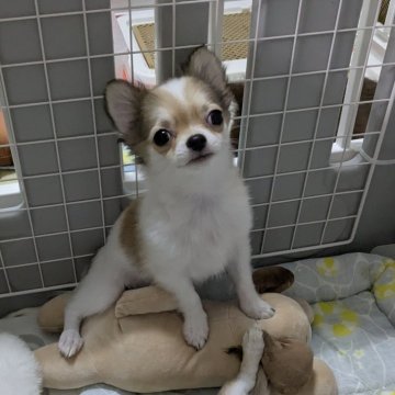 チワワ(ロング)【福井県・男の子・2025年6月22日・レッド&ホワイト】の写真「動画UPしました。９/２８撮影　きれいな子です♪」