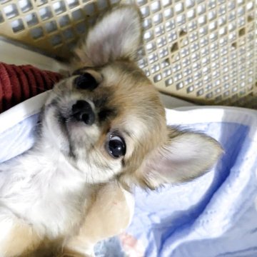 チワワ(ロング)【福井県・男の子・2025年7月13日・レッド&ホワイト】の写真「おめめクリクリ、小ぶりでまん丸お顔の男の子」