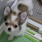 チワワ(ロング)