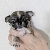 チワワ(ロング)