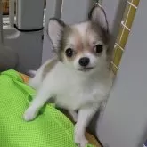 チワワ(ロング)