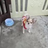 チワワ(ロング)