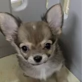 チワワ(ロング)