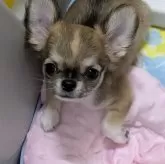 チワワ(ロング)