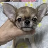 チワワ(ロング)
