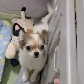 チワワ(ロング)