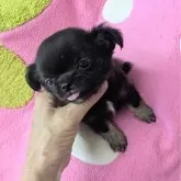 チワワ(ロング)