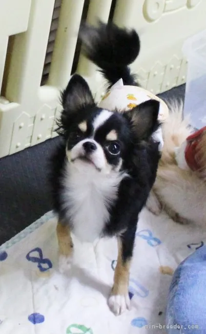 ID:1710-00626の子犬