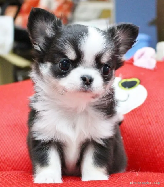 ゆう5552 様のお迎えした子犬