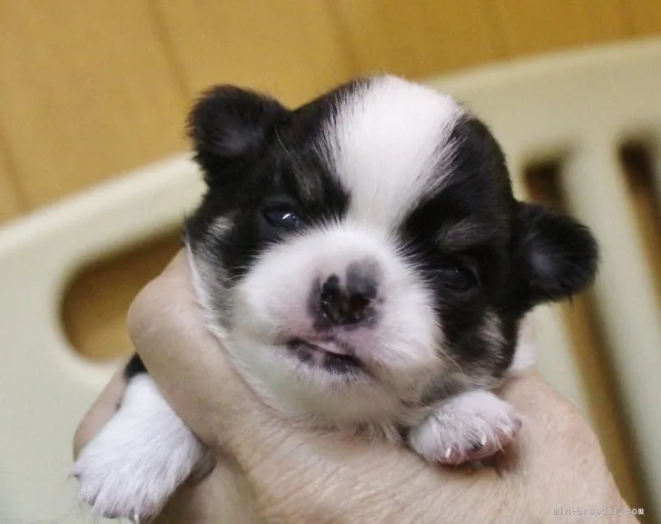 Ⓜ︎&Ⓜ︎ 様のお迎えした子犬
